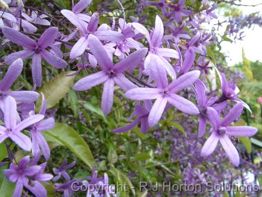 Petrea volubilis 